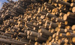 Russian timber