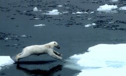 Polar bear near Svalbard.