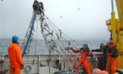Norwegian herring fishing (fiskeri.no)