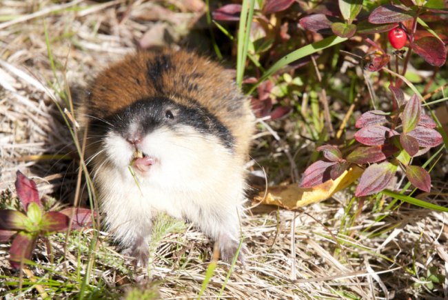 Norwegian lemming