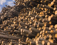 Russian timber
