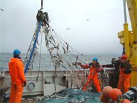 Norwegian herring fishing (fiskeri.no)
